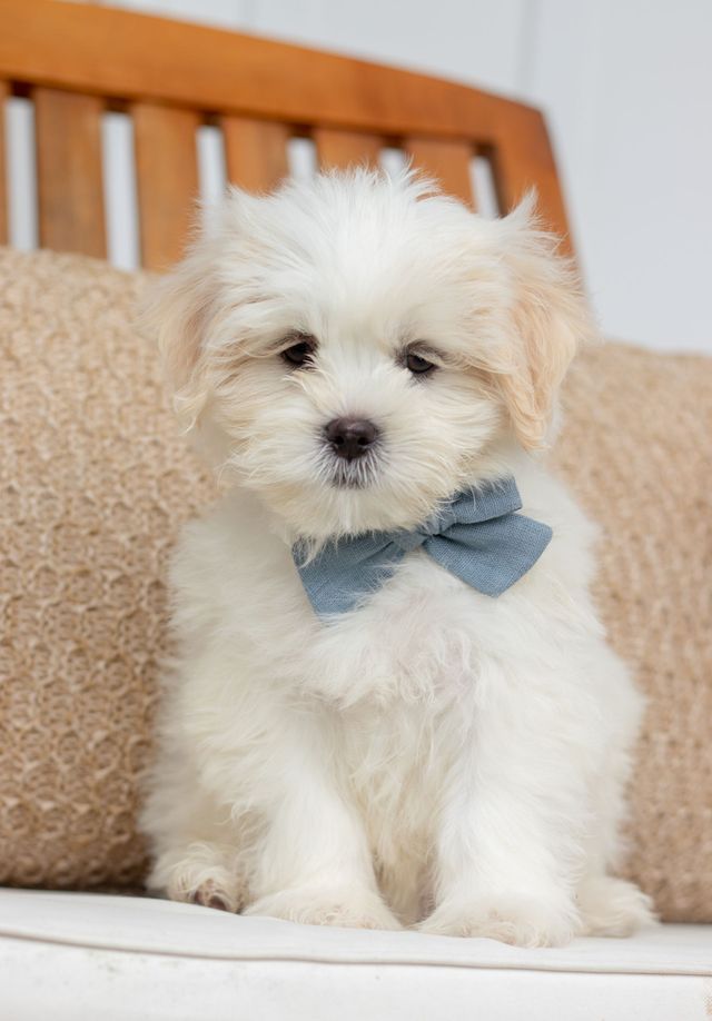 Shih Tzu Bichon Mix (Shichon) Guide: Care, Traits & Tips