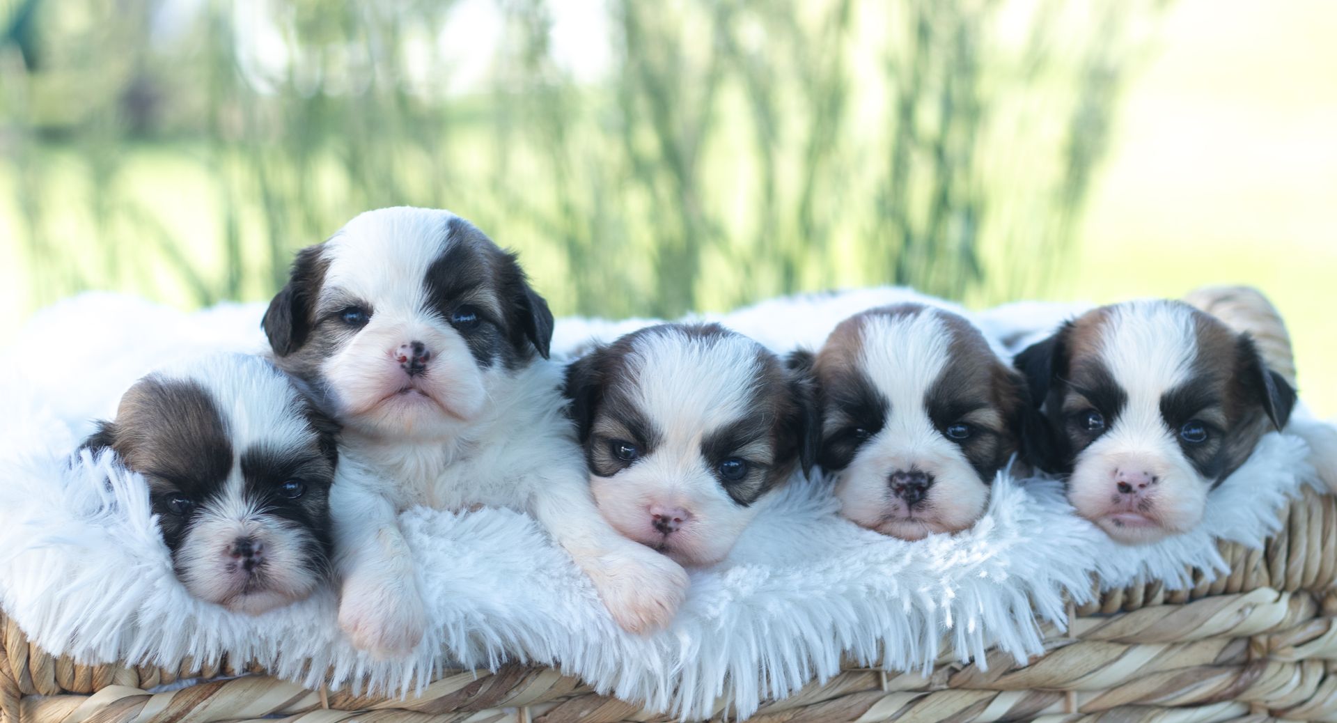 Three small puppies with dark fur, one with a white face and chest, sitting together on a soft white surface.