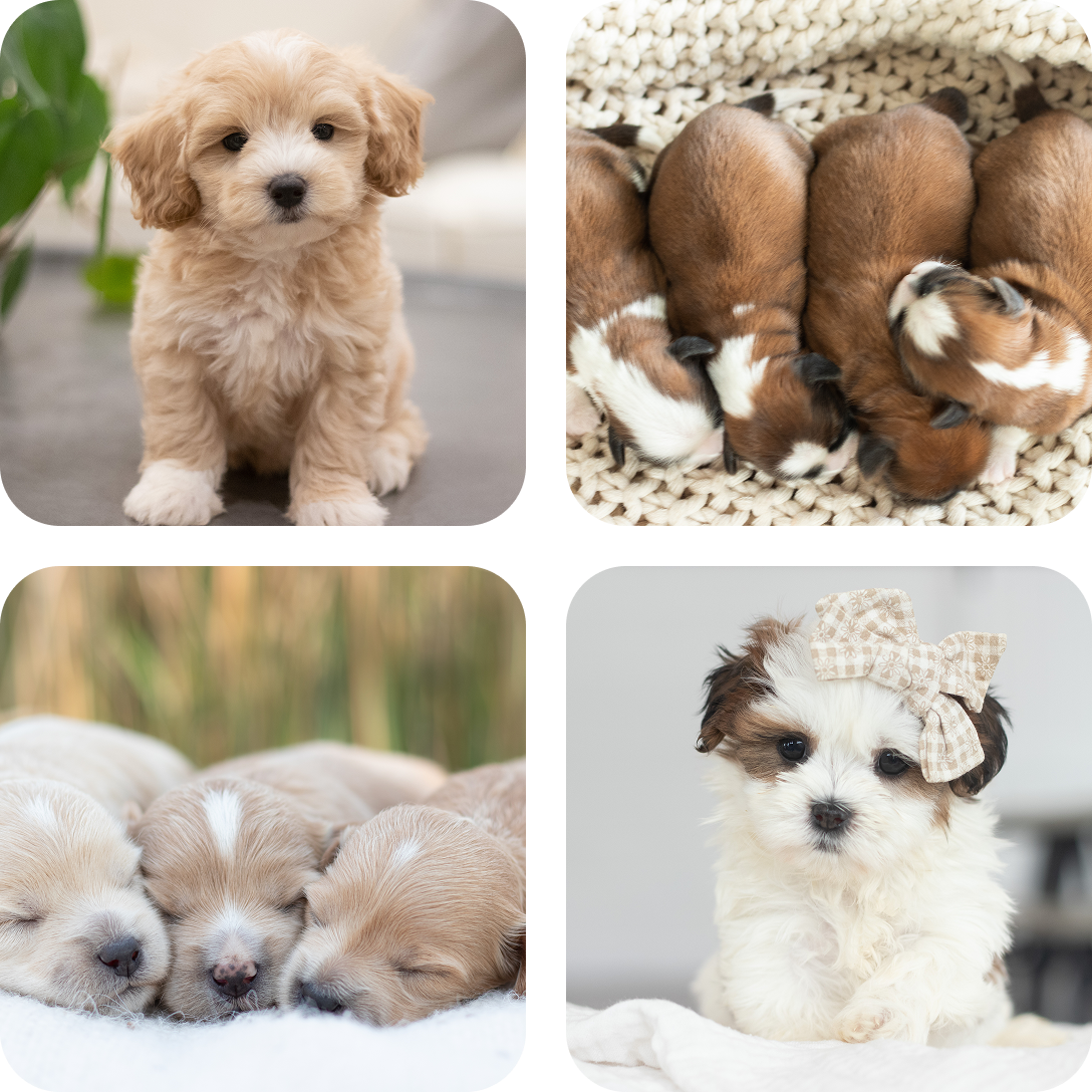 A collage of four photos featuring adorable light-colored puppies, including individual portraits and groups of siblings.