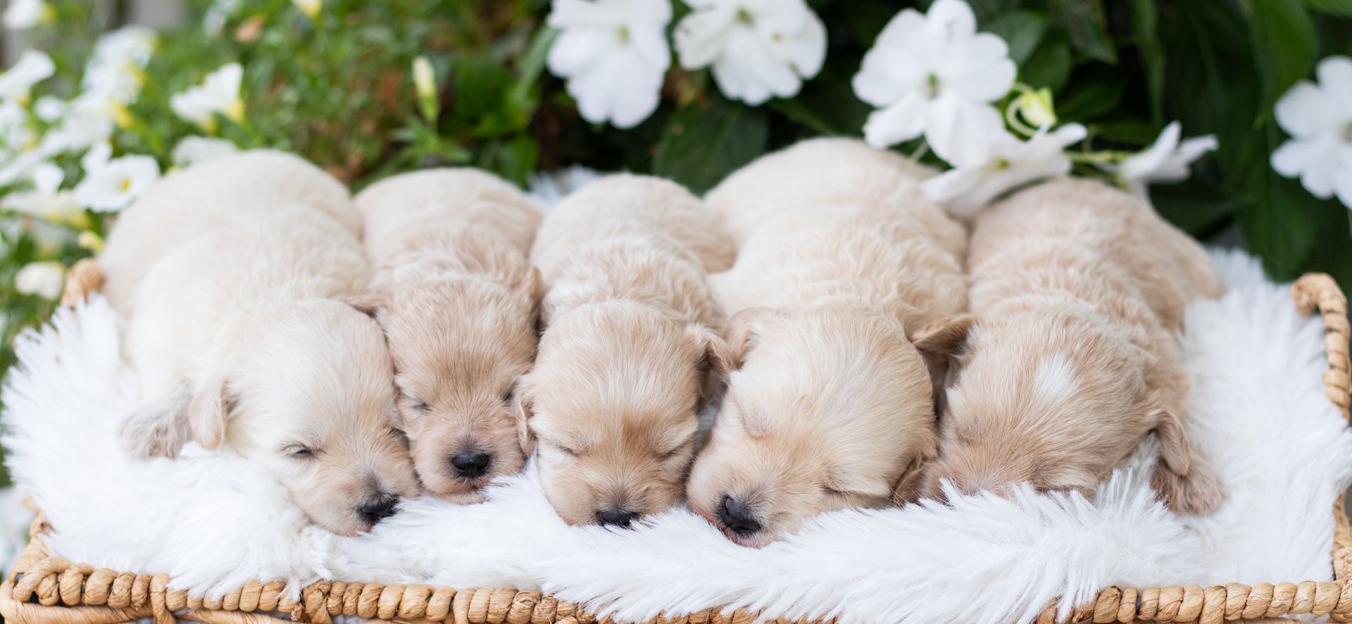 Four light-colored, fluffy puppies sleeping side-by-side on a soft, white textured surface.