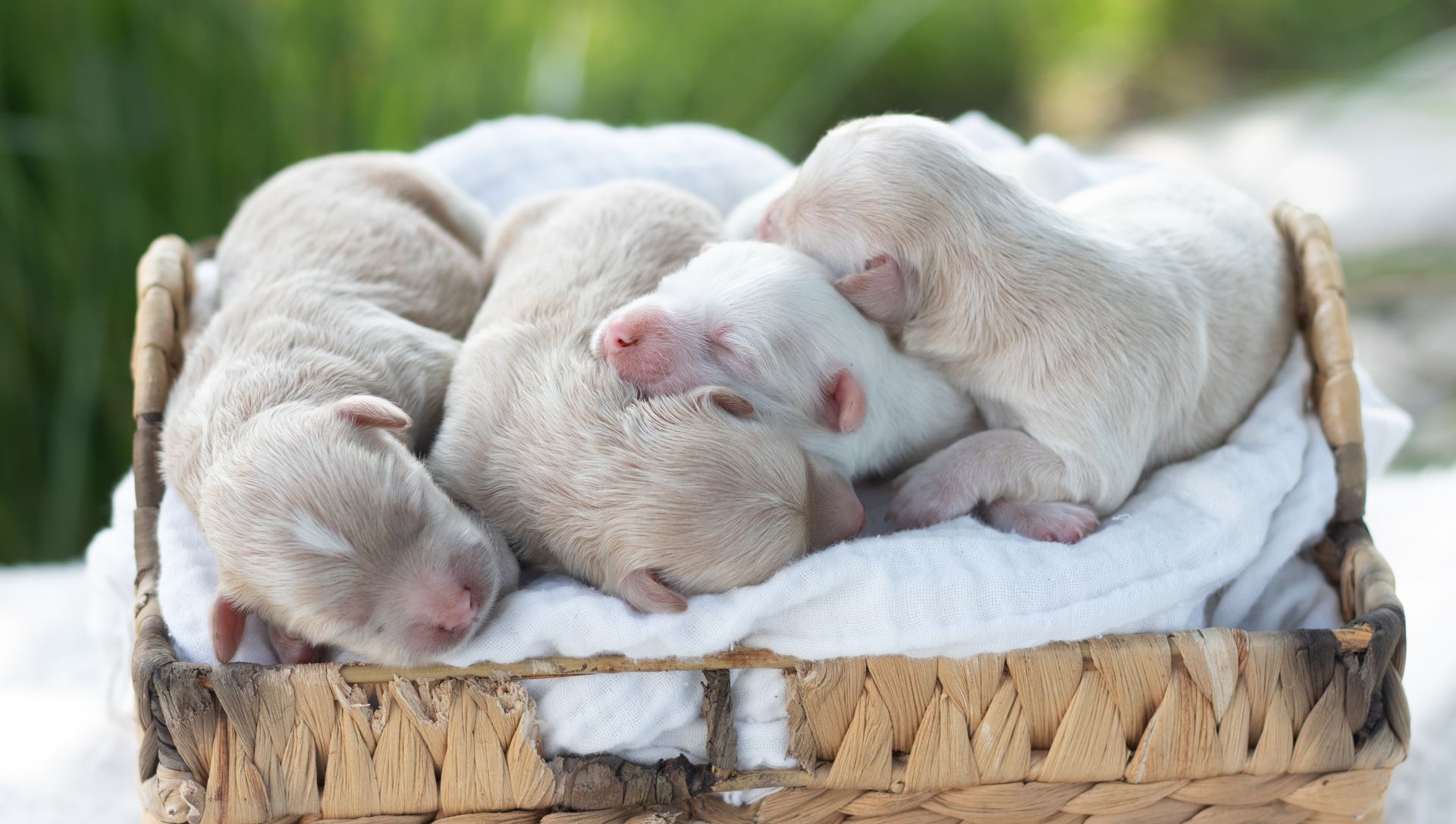 Four light-colored, fluffy puppies sleeping side-by-side on a soft, white textured surface.