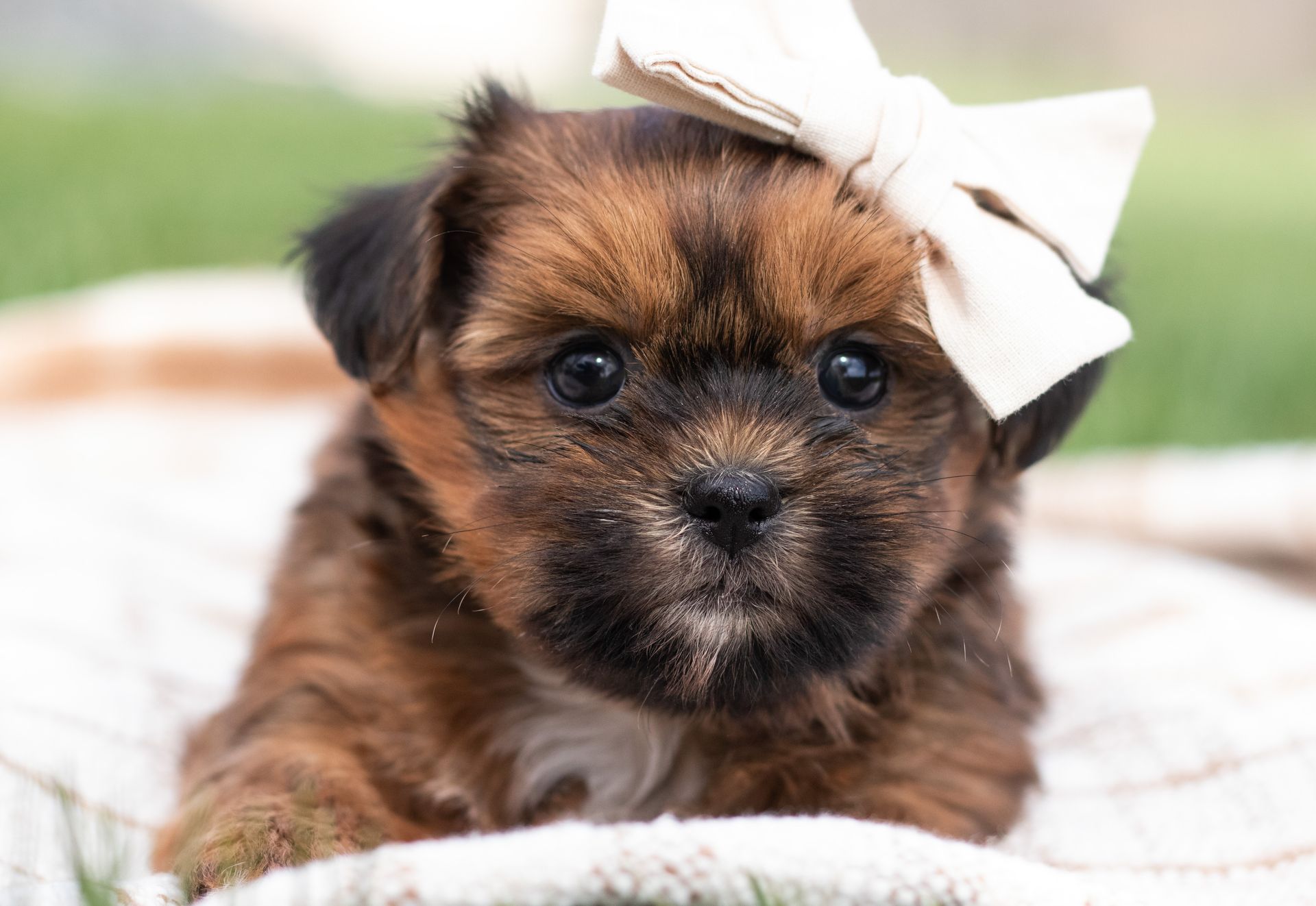 A small, brown, fluffy puppy with dark eyes and a black muzzle, wearing a cream-colored bow on its head while resting.
