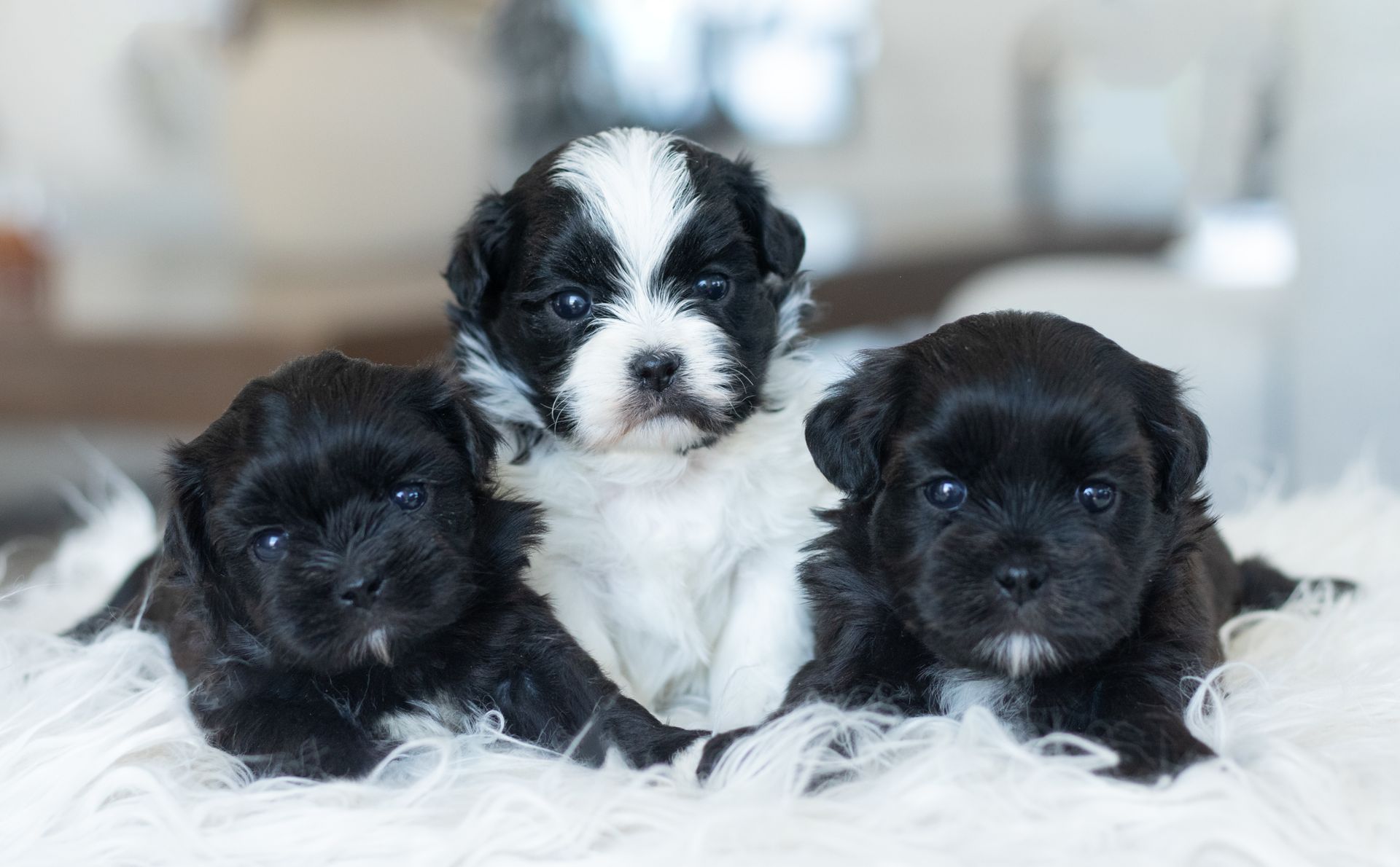 Three small puppies with dark fur, one with a white face and chest, sitting together on a soft white surface.