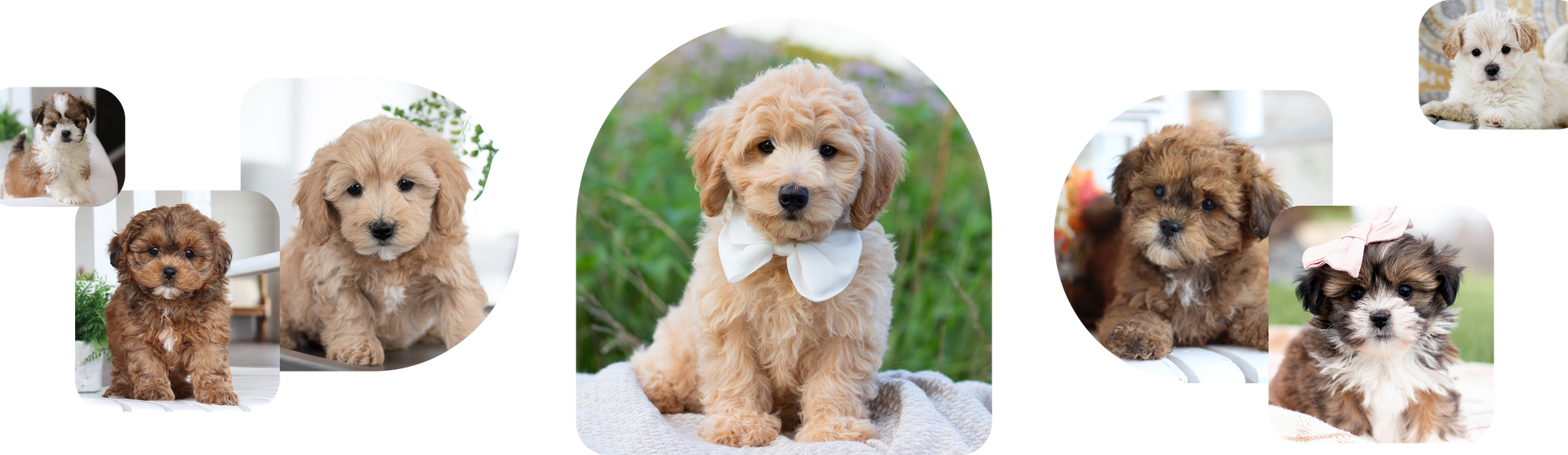 A collage of several adorable, fluffy puppies of varying tan, brown, and white coat colors in indoor and outdoor settings.