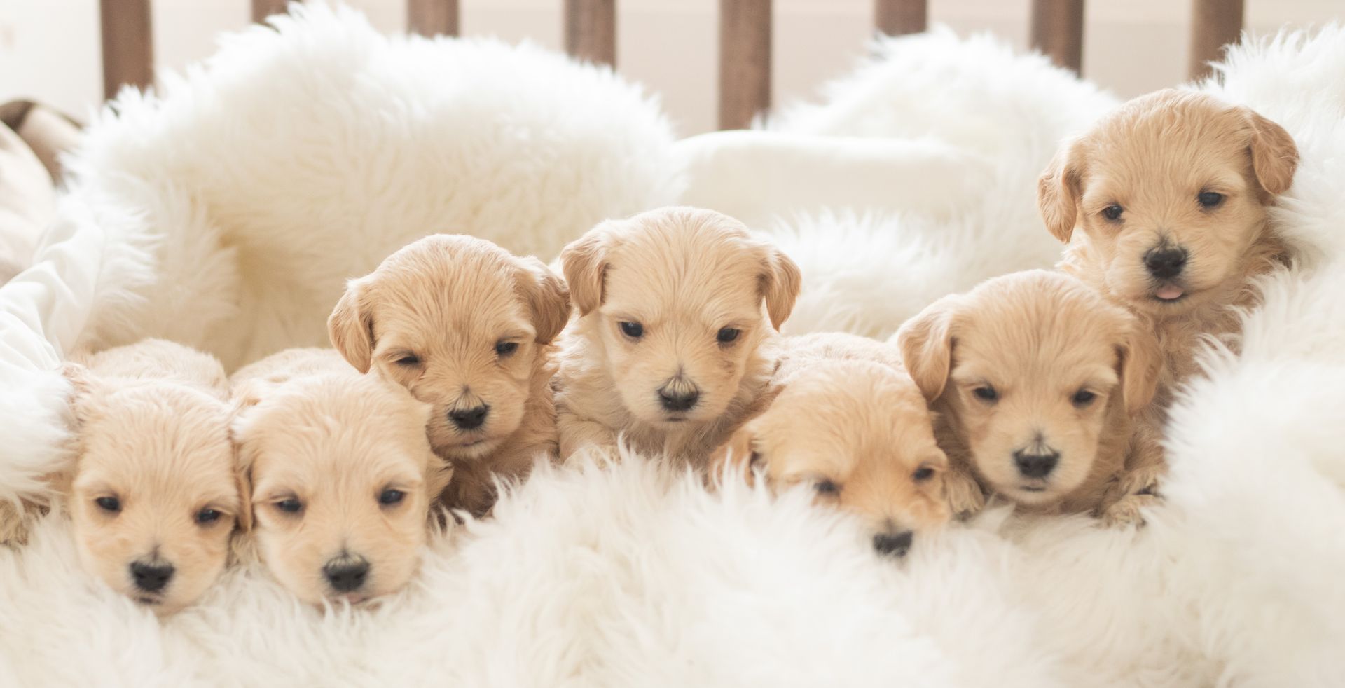 Seven light-tan puppies with dark noses nestle closely together on a soft, white faux-fur blanket.
