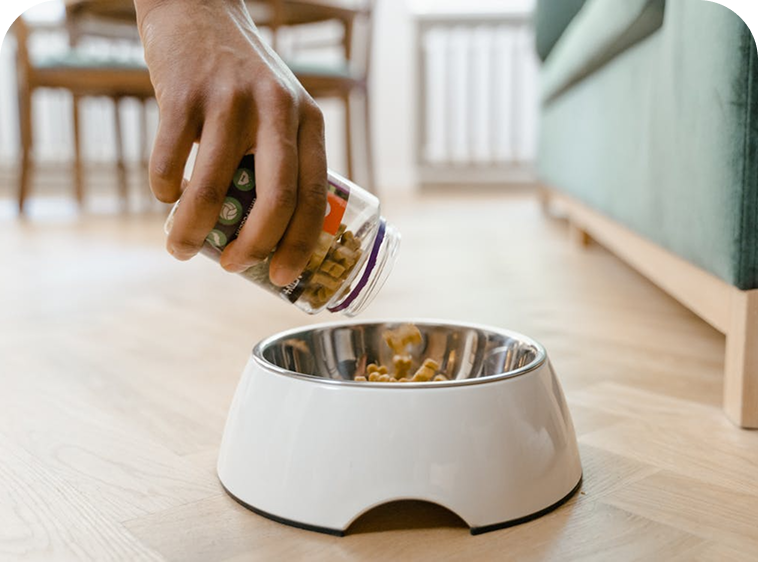 A hand pouring dry kibble from a glass jar into a white pet bowl on a wooden floor in a home setting.