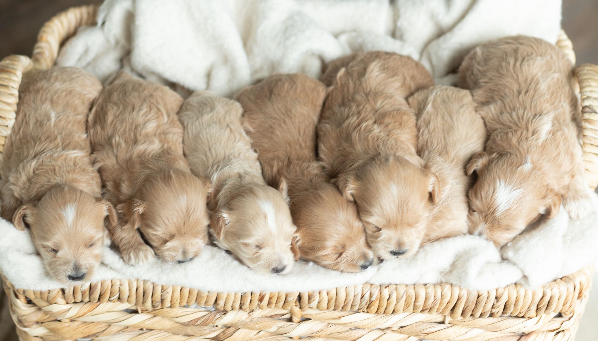 Four light-colored, fluffy puppies sleeping side-by-side on a soft, white textured surface.
