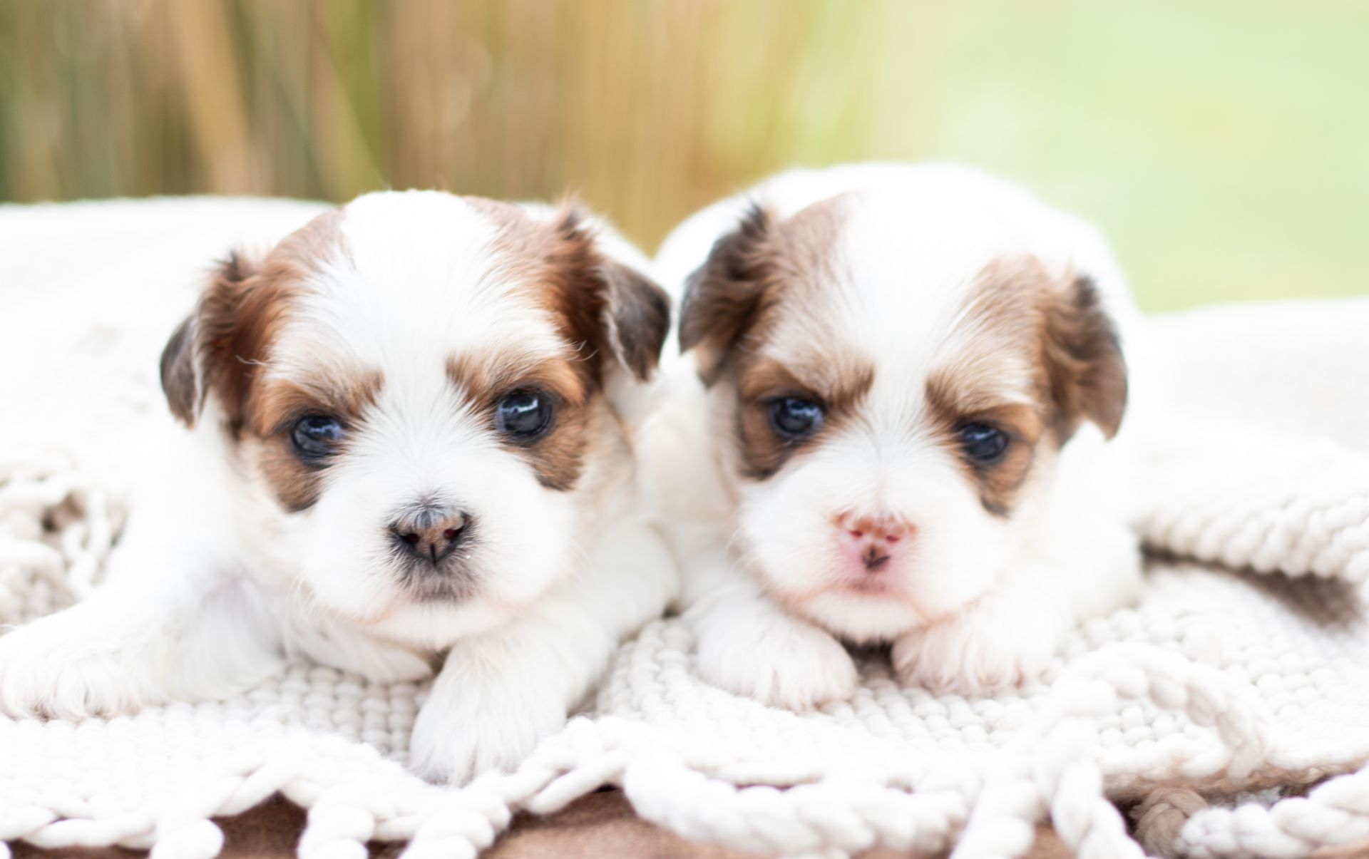 Two small, white and brown puppies resting side by side on a soft, knitted blanket outdoors.
