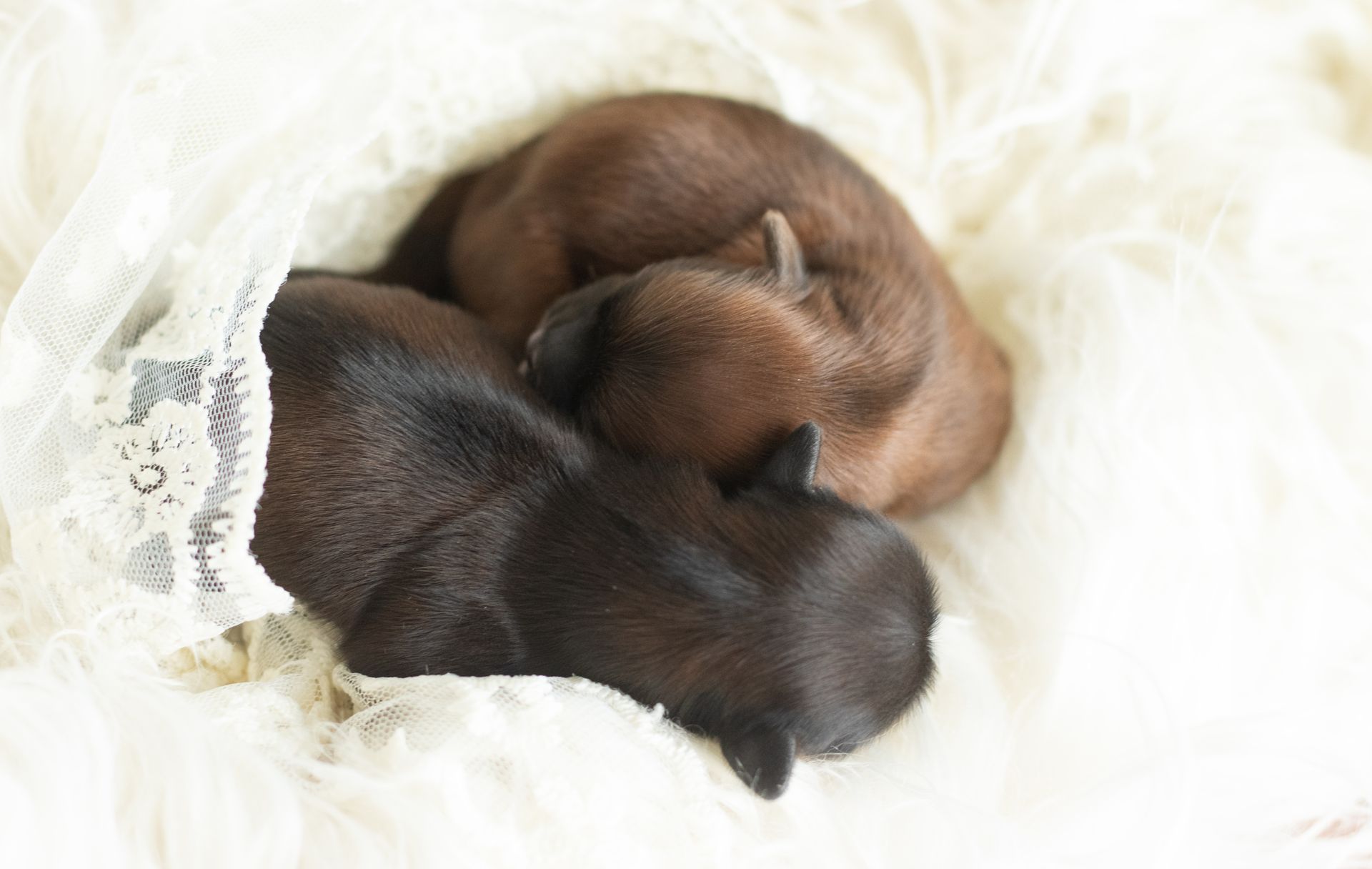Two newborn puppies, one black and one brown, curled up and sleeping together on a soft, white textured blanket.