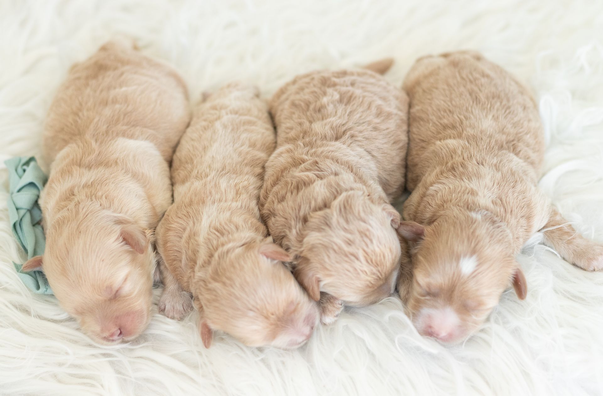 Four light-brown, newborn puppies snuggled together on a soft, white faux-fur blanket.