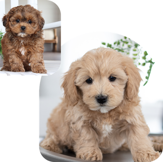 Two fluffy puppies: one dark brown with white markings, the other light tan, both sitting and looking at the camera.