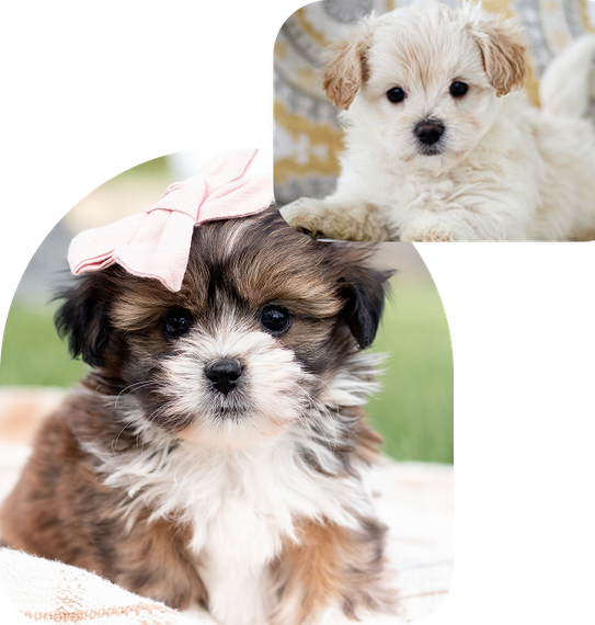 A fluffy brown and white puppy with a pink bow sits beside an inset photo of a smaller white puppy.