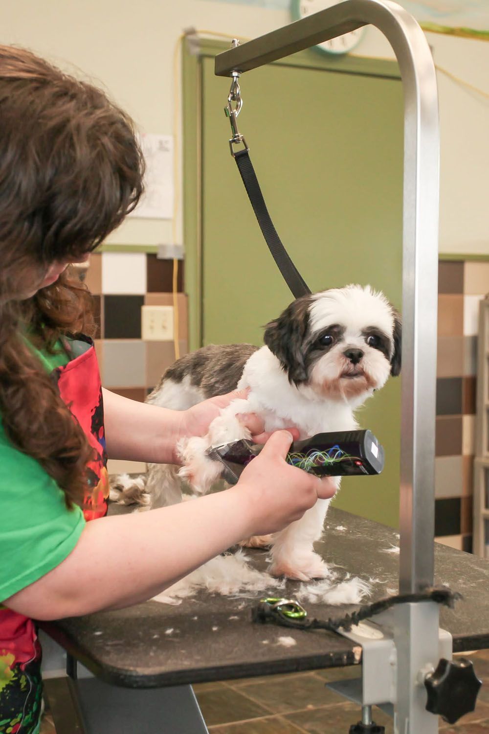 Dog being groomed