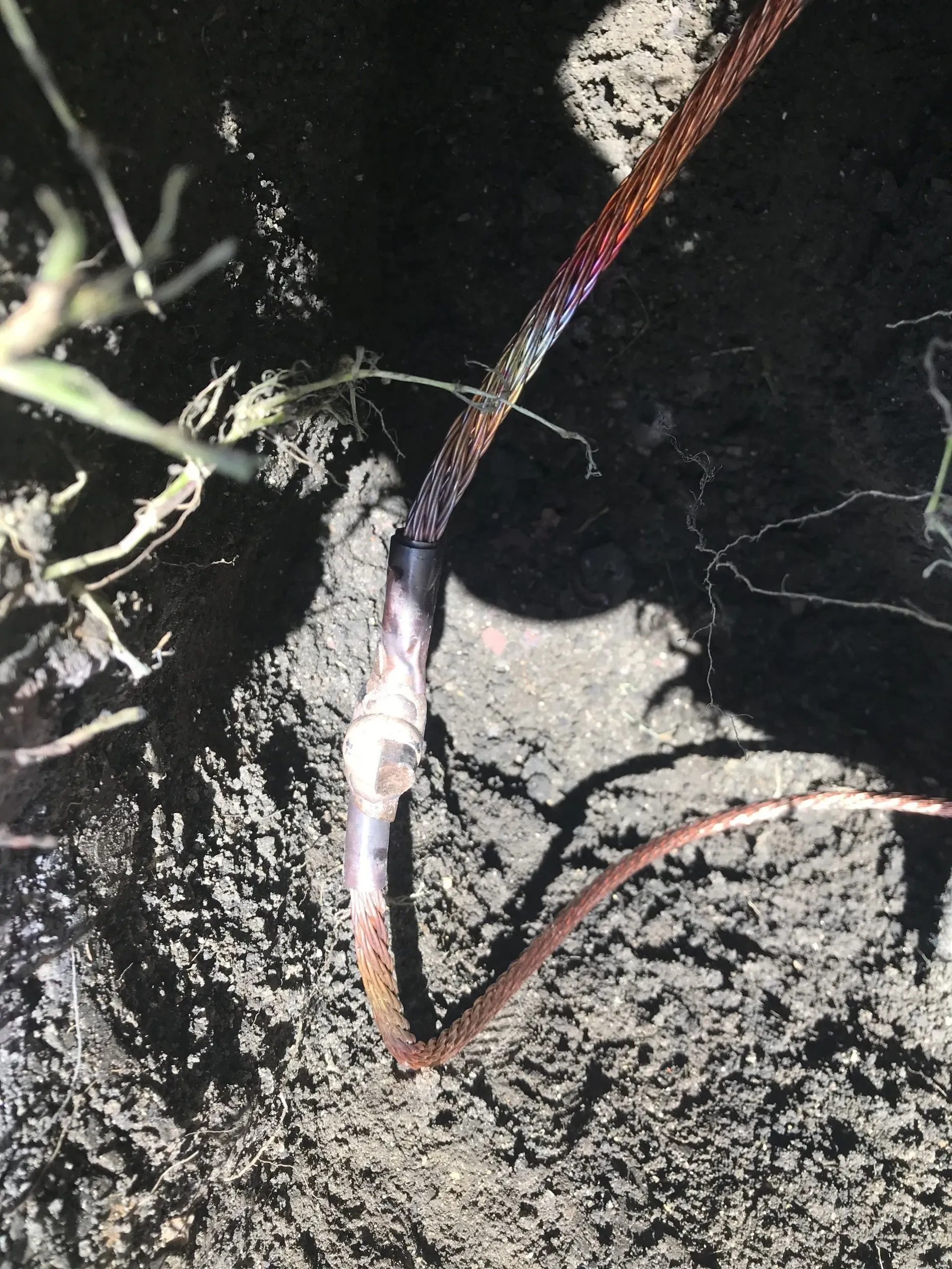 A snake is laying in the dirt next to a plant.