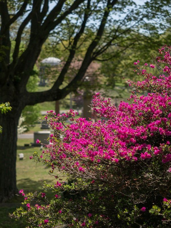 Spring Cemetery Gallery