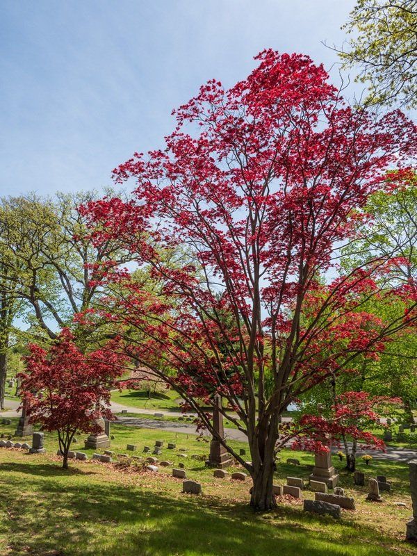 Spring Cemetery Gallery