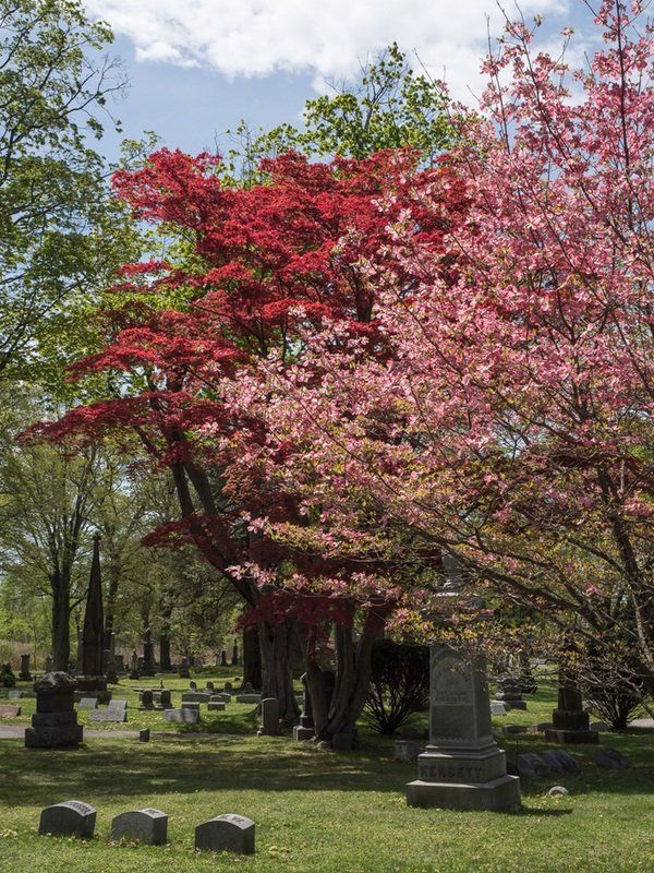 Spring Cemetery Gallery