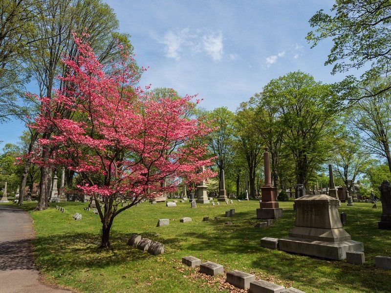 Spring Cemetery Gallery