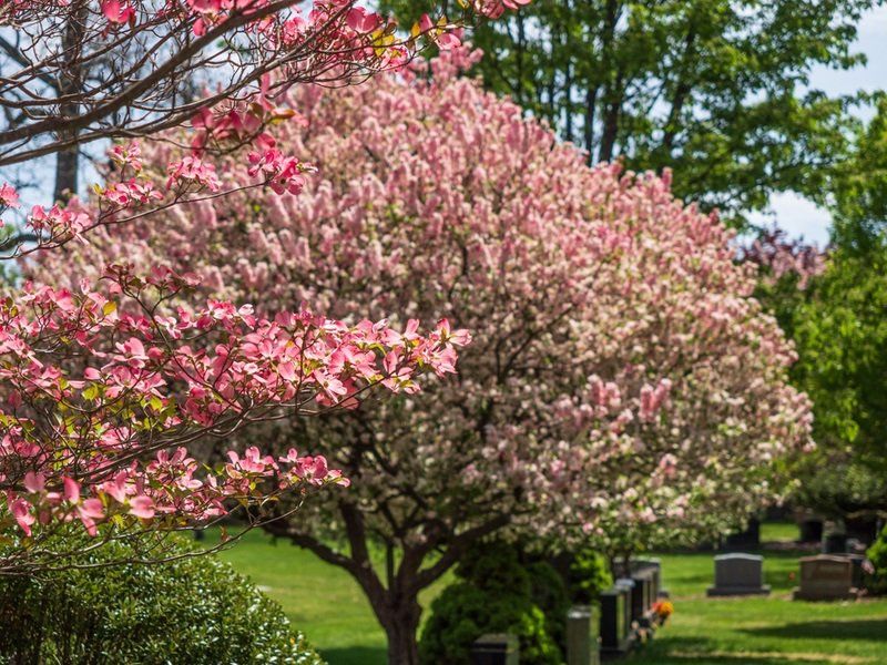 Spring Cemetery Gallery