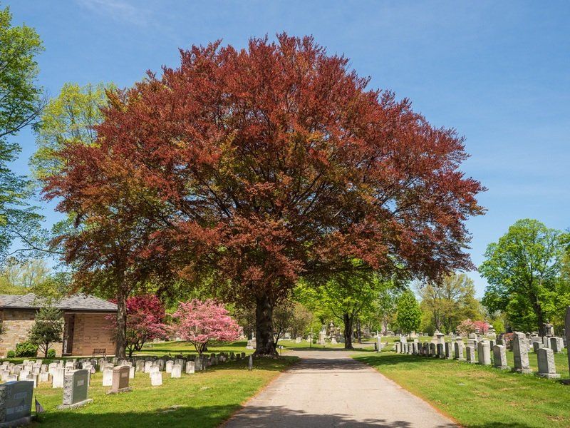 Spring Cemetery Gallery