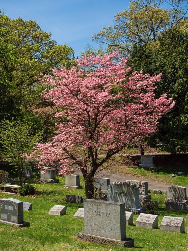 Spring Cemetery Gallery