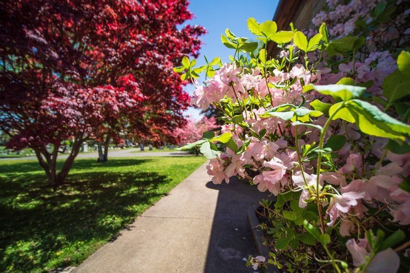 Spring Cemetery Gallery