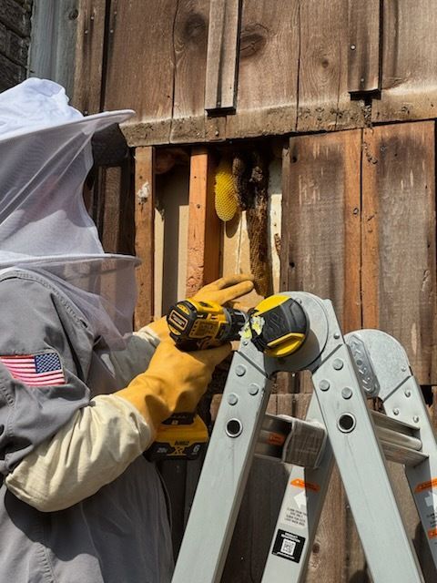 Beekeeper in protective gear uses a drill on a wooden structure, likely removing a beehive.