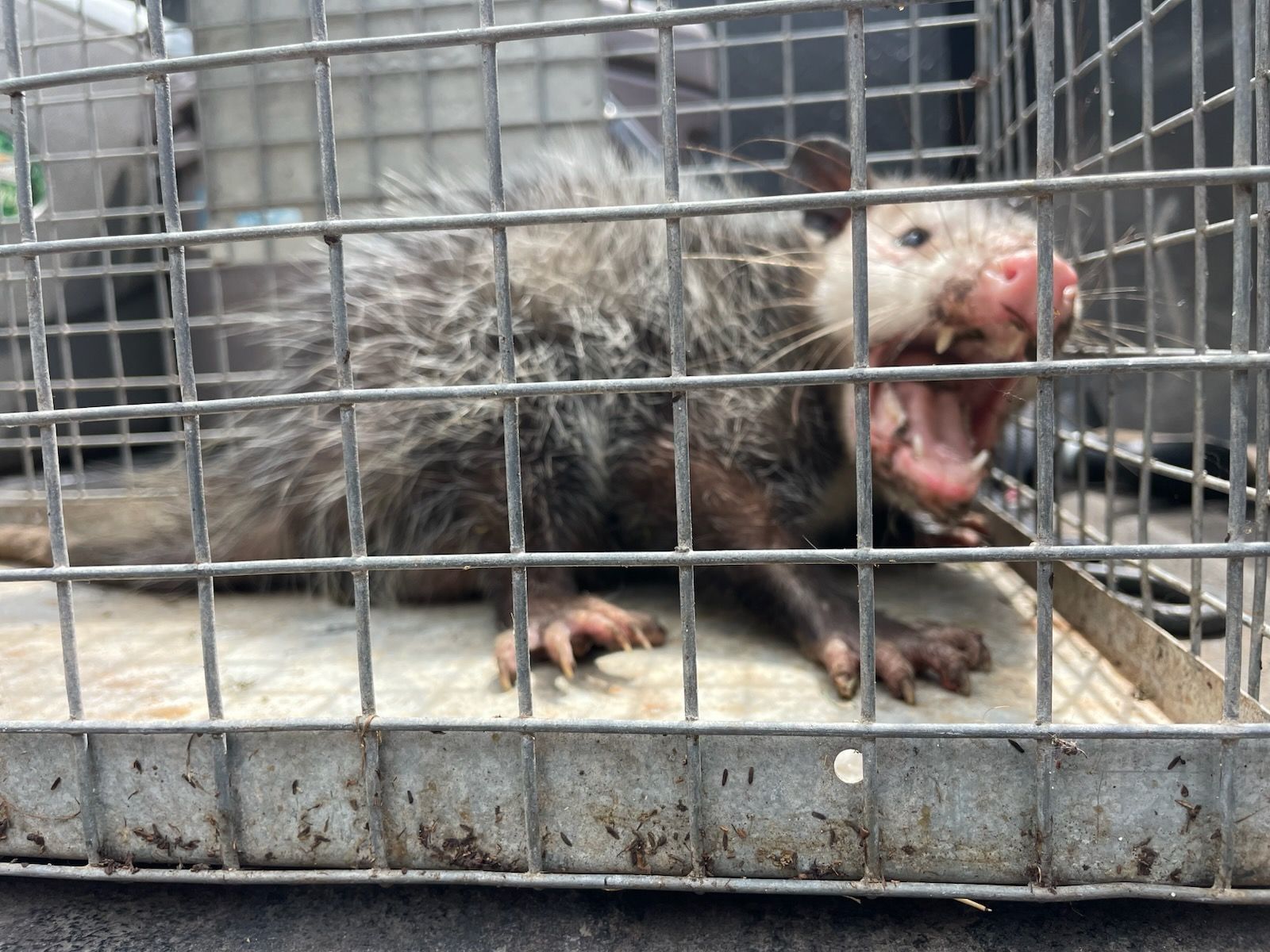 Opossum inside a cage, yawning. Gray fur, pink mouth, small claws visible.