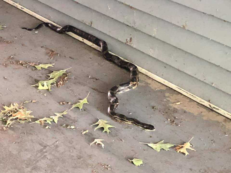 A dark-colored snake on a gray porch with fallen leaves next to light blue siding.