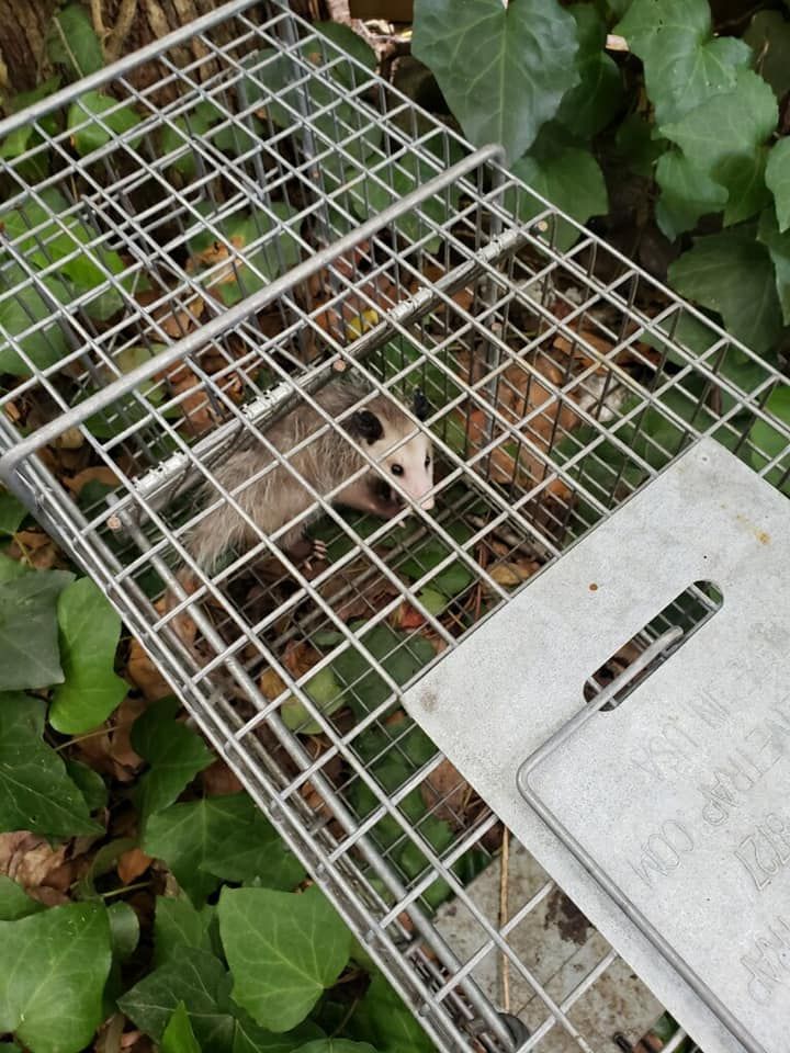 Opossum trapped in a metal cage, outdoors near green ivy.
