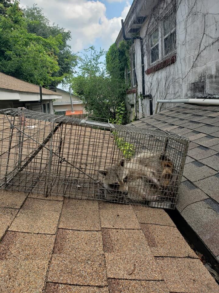 Raccoon trapped in a cage on a rooftop near a building.