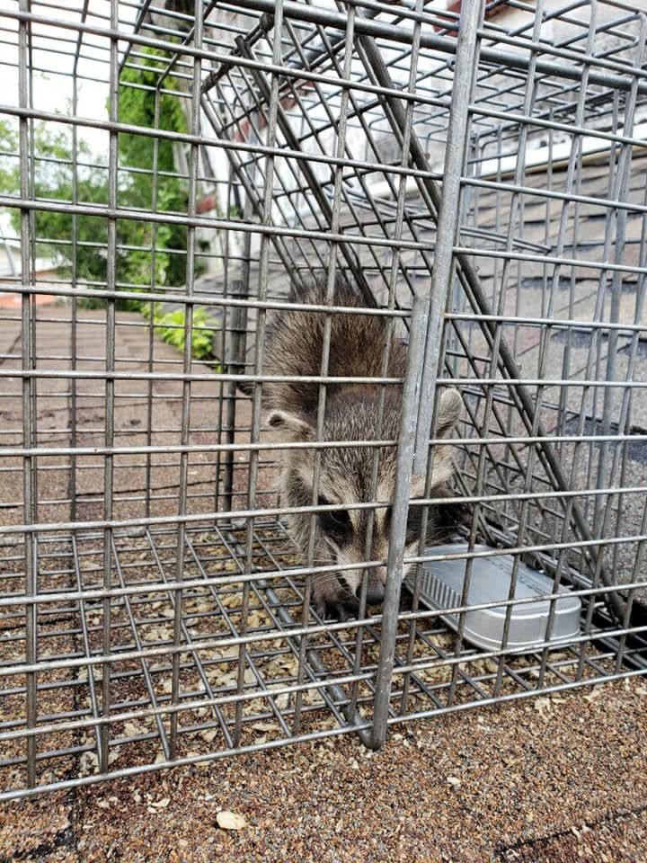 Raccoon trapped in a cage, looking down. Gray and brown fur. Metal bars on brown ground.
