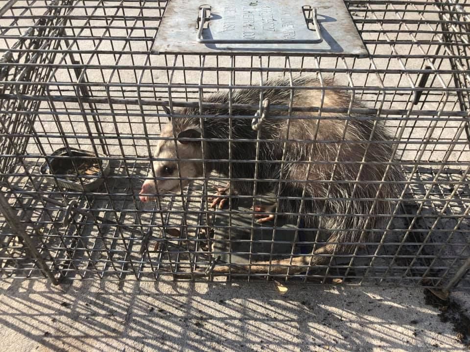 Opossum trapped in a metal cage; on concrete, with the door closed.