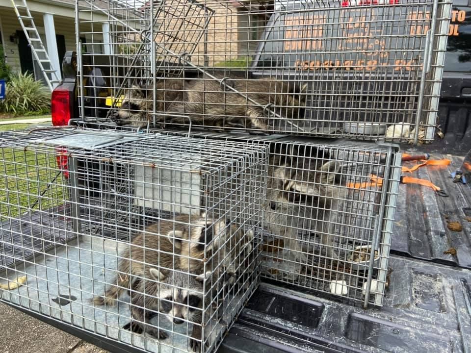 Three raccoons trapped in metal cages in a truck bed.