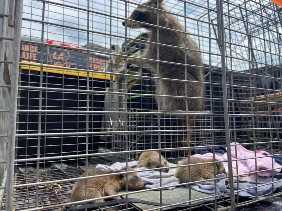 Adult raccoon and three kits trapped in a metal cage, outdoors.