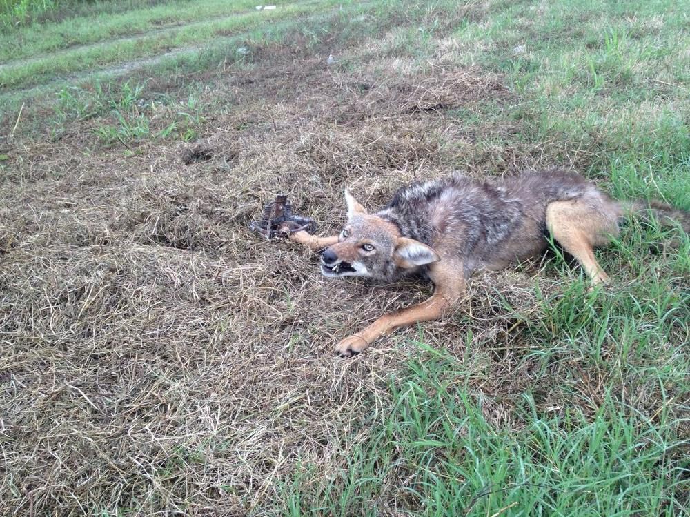 Coyote caught in trap, lying on dry grass in a field. It looks distressed, mouth open.