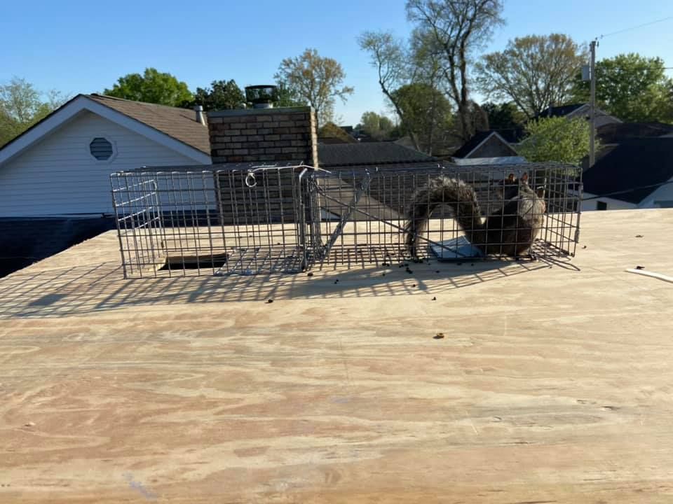 Squirrel trapped in a metal cage on a rooftop.
