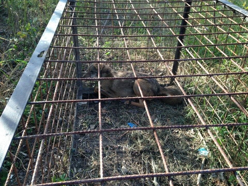 A fox lies inside a metal cage on grass, looking down.