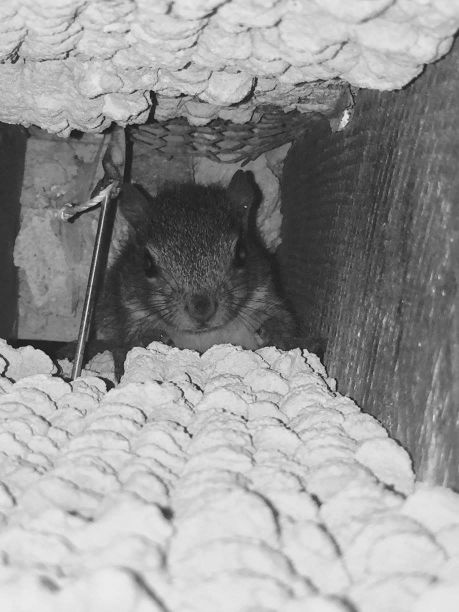 Squirrel peeking out from a wooden cavity lined with white insulation, looking directly at the viewer.