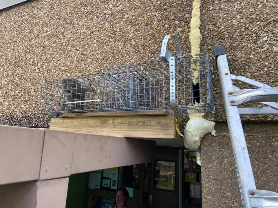 A live animal trap installed over an entryway on a stucco building, next to a ladder.