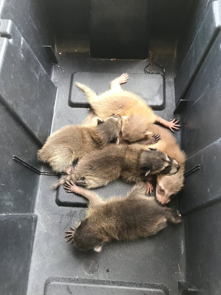 Five raccoons huddled together in a black container. Three are brown, two are tan.