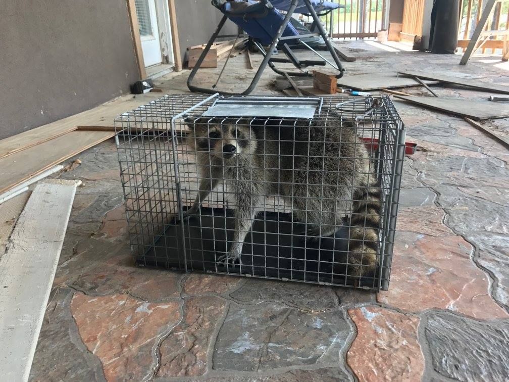 Raccoon trapped in a metal cage on a tiled porch, looking out.