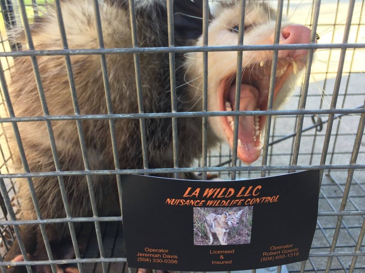 Opossum in a cage yawns, pink mouth open. 