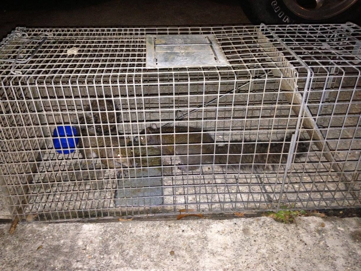 A small animal, likely a squirrel, trapped in a wire cage on concrete.