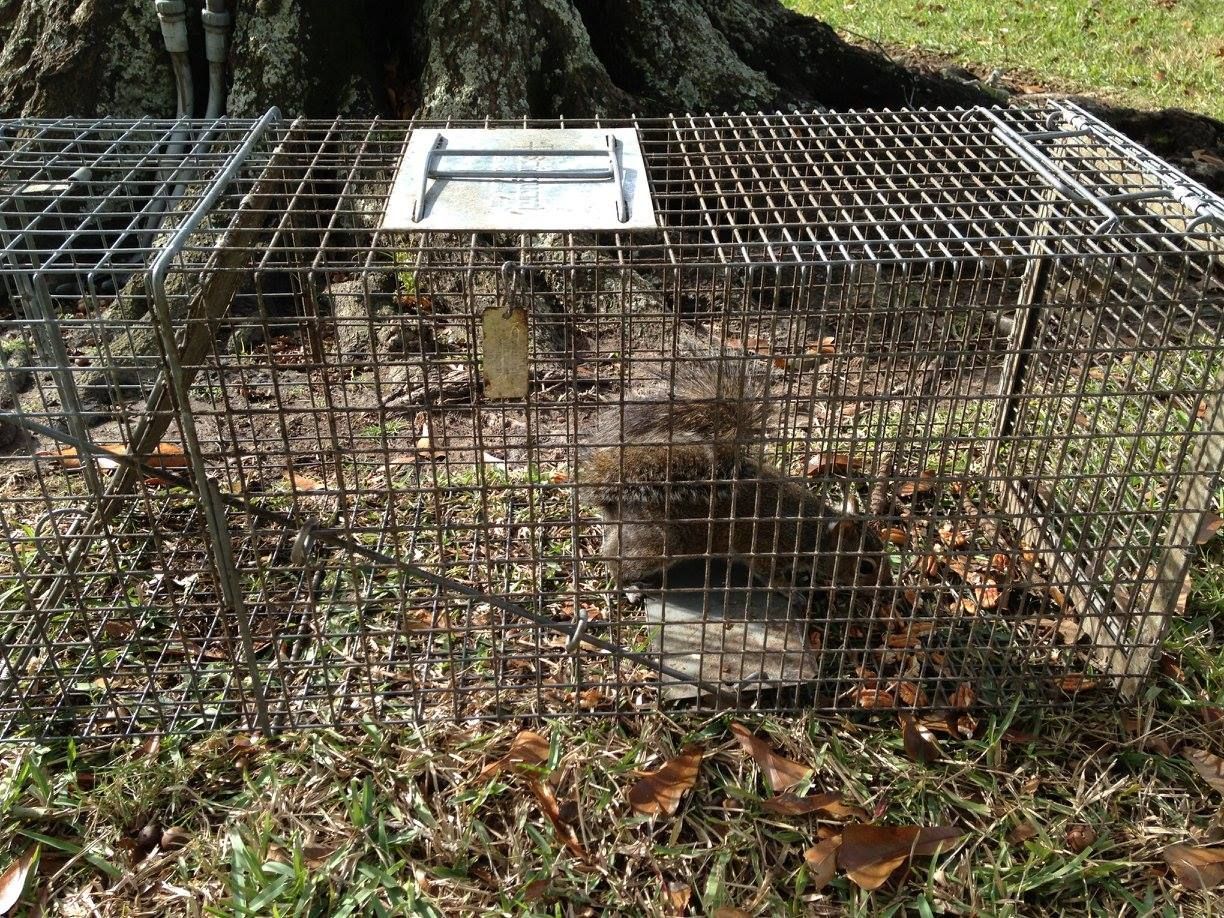 Squirrel trapped in a metal cage, sitting on dried leaves, outdoors near a tree.