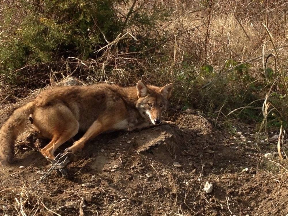 Coyote caught in a trap on dirt ground, brown fur, watching with focused eyes.