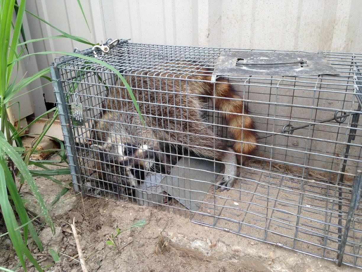 Raccoon trapped inside a metal cage in an outdoor setting near some plants.