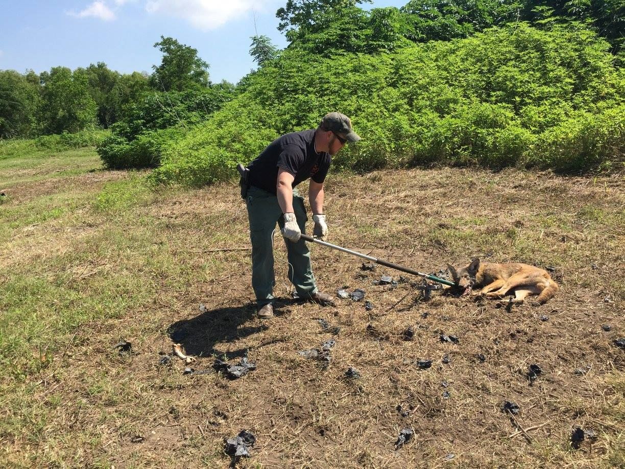Man with tool near dead coyote in grassy field, surrounded by debris.