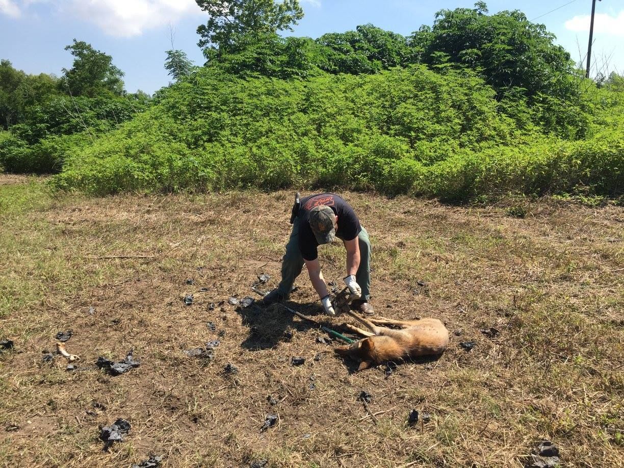 A person is tending to a dead, orange fox in a field with green foliage in the background.
