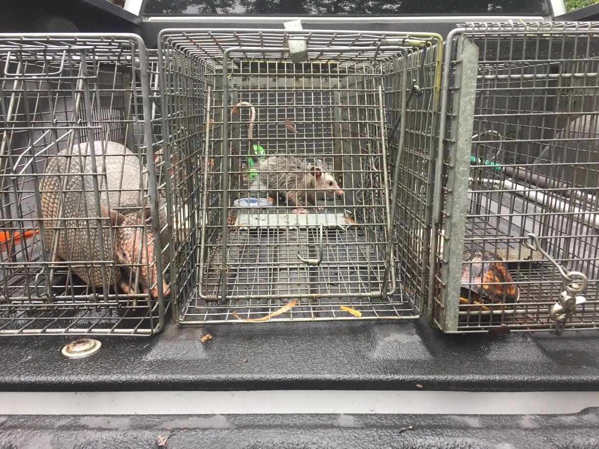 Three opossums trapped in metal cages in a truck bed.